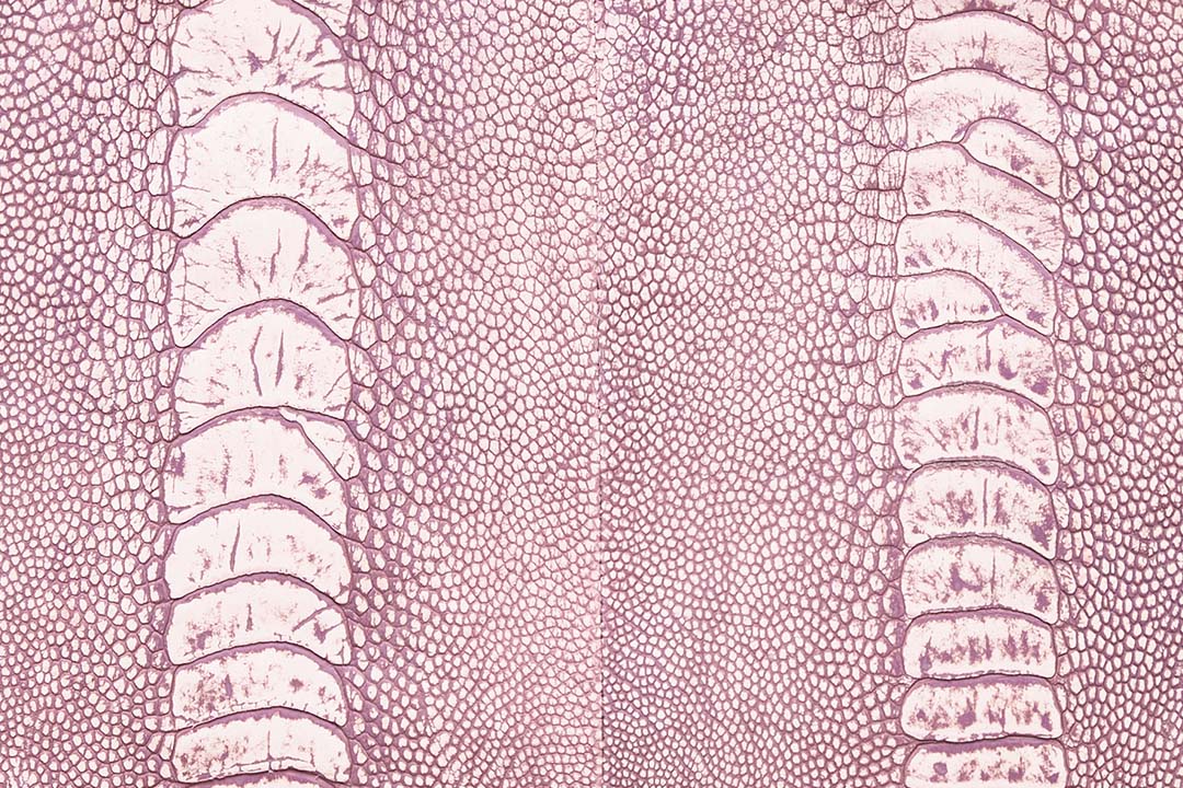 Okapi Aja - Pink Stonewash